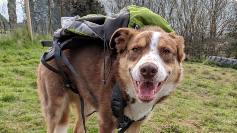 gables dogs for rehoming