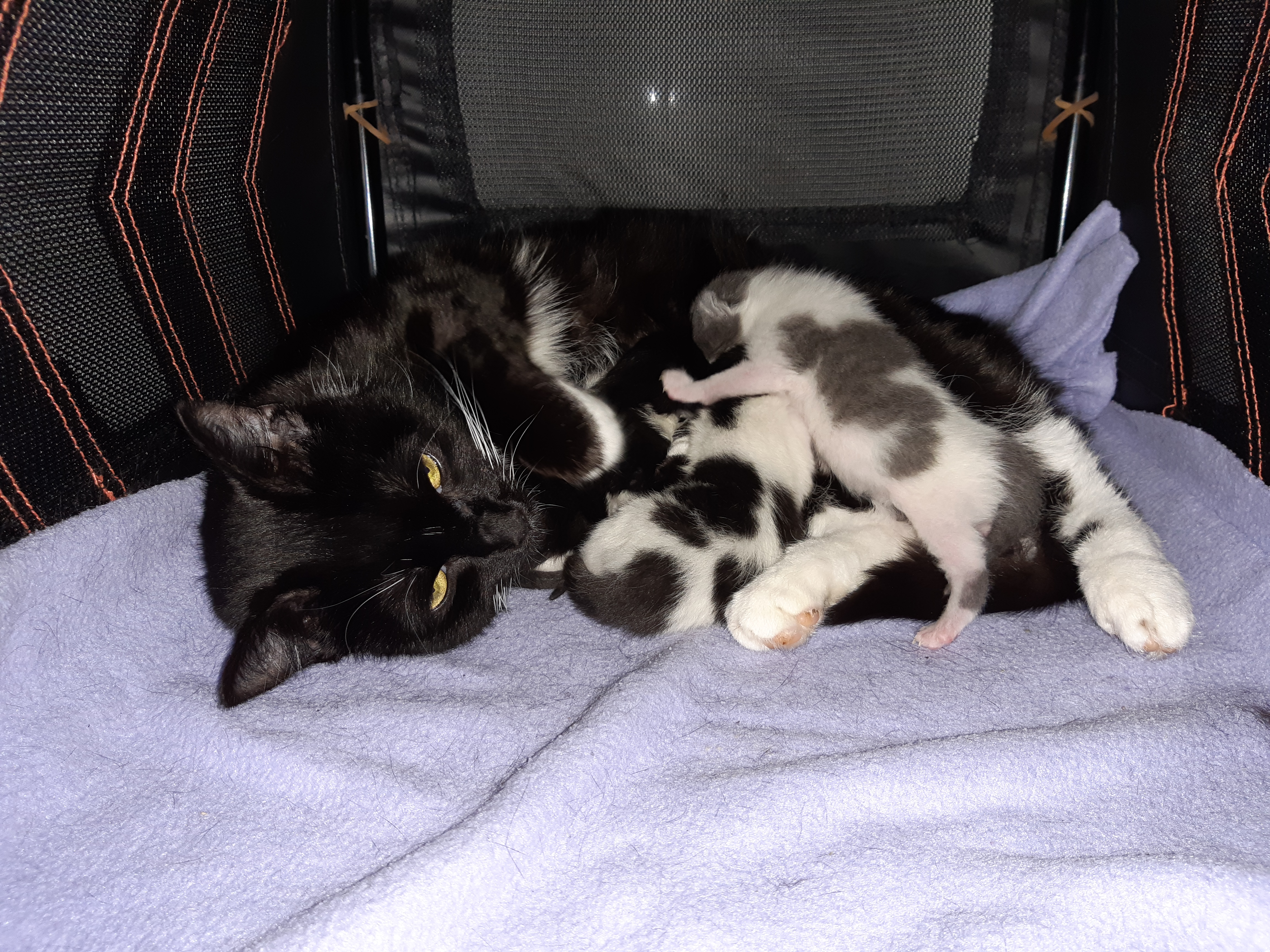 cats protection branches