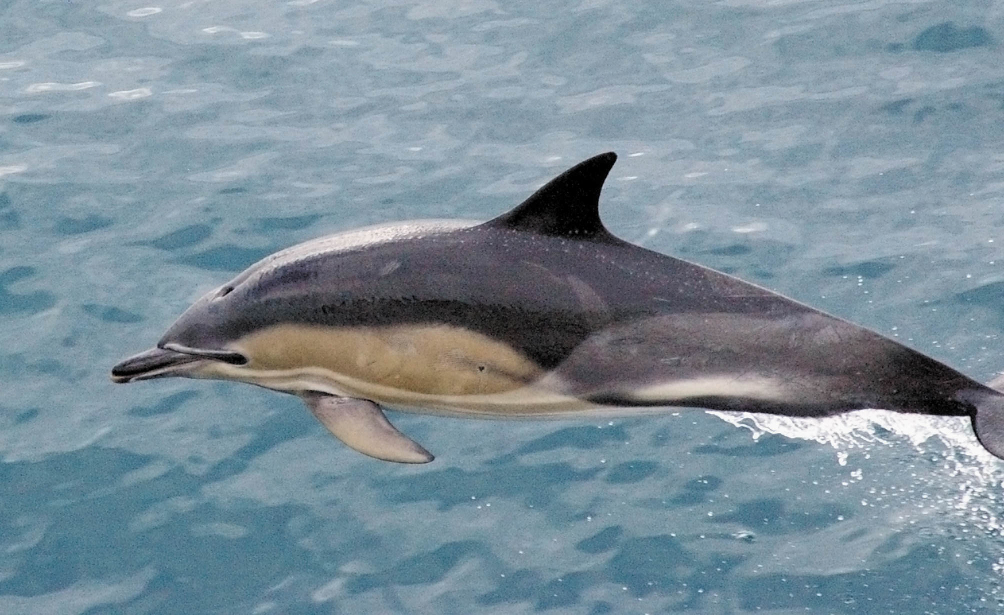 Dolphin Xxx 108