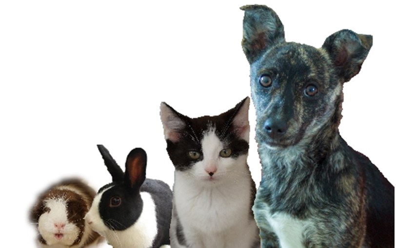 Kit Wilson Trust for Animal Welfare is fundraising for The Kit Wilson