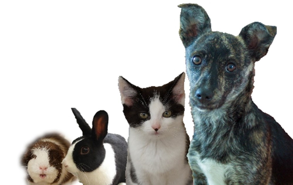 Kit Wilson Trust for Animal Welfare is fundraising for The Kit Wilson Trust for Animal Welfare