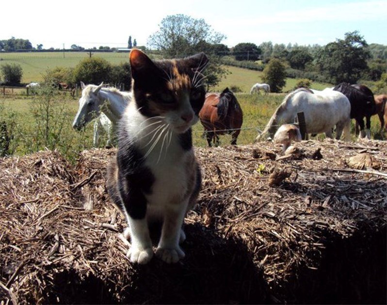 Salmon is fundraising for Blue Lamp Foundation