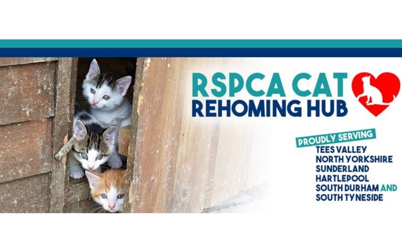 RSPCA Cat Rehoming Hub JustGiving