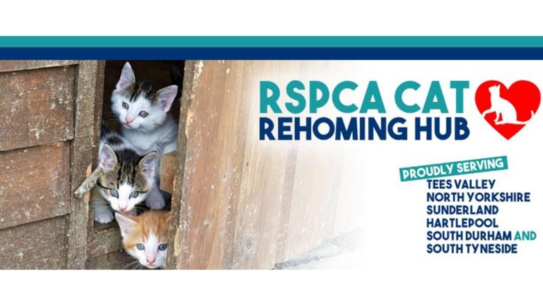 RSPCA Cat Rehoming Hub JustGiving