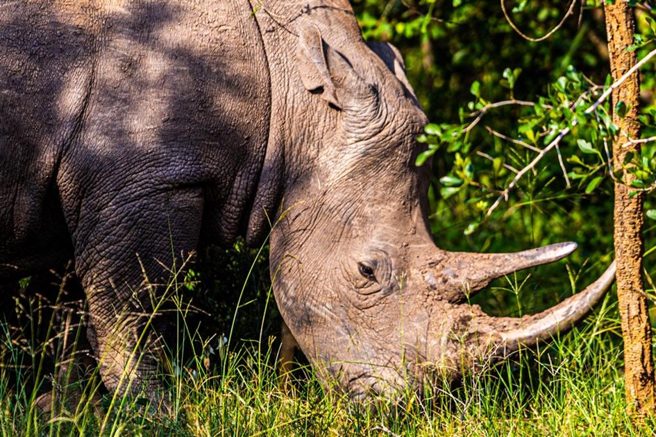 Ziwa Rhino Sanctuary - Uganda Conservation Foundation is fundraising ...