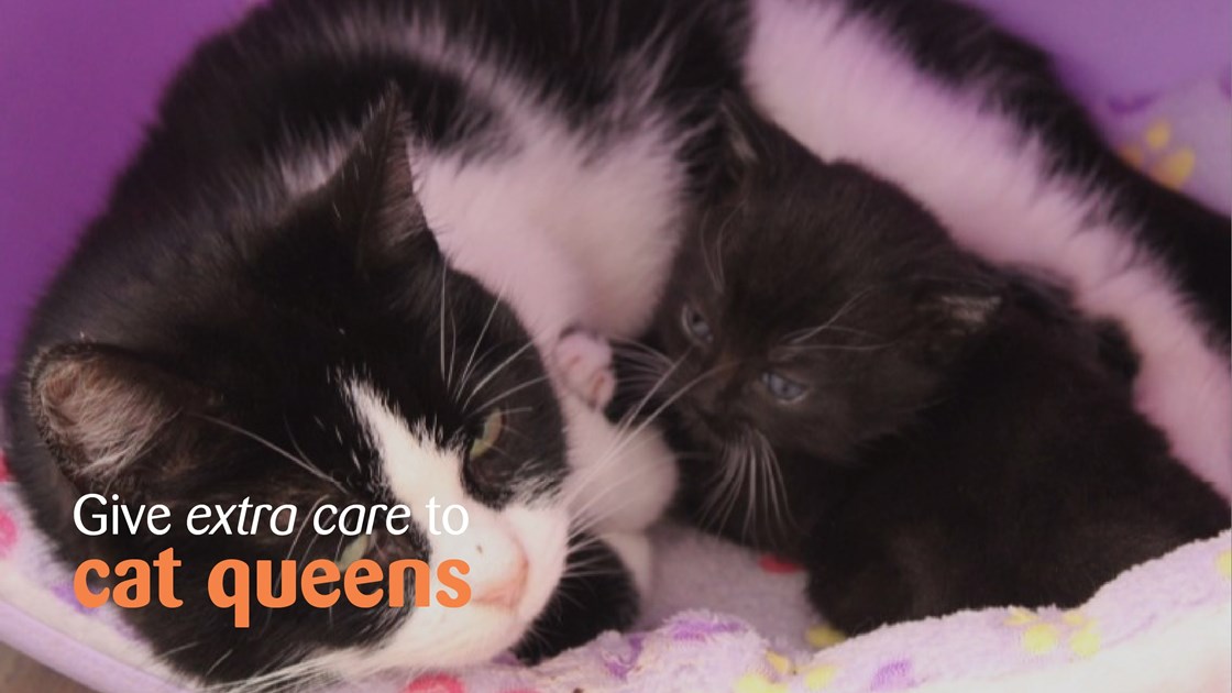 Cats Protection fundraiser is fundraising for Cats Protection