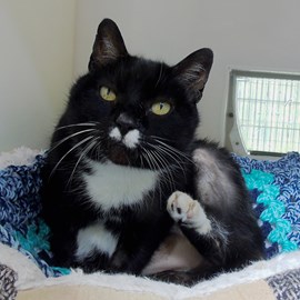 Cats Protection Kittens Derby Cats Protection Kittens Derby