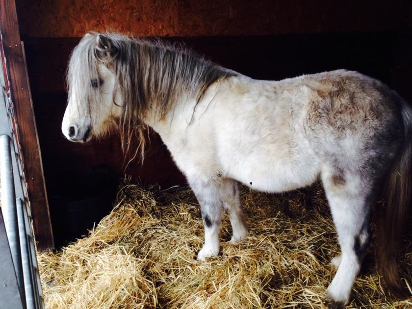 Sophie Kendrick Is Fundraising For Hope Pastures