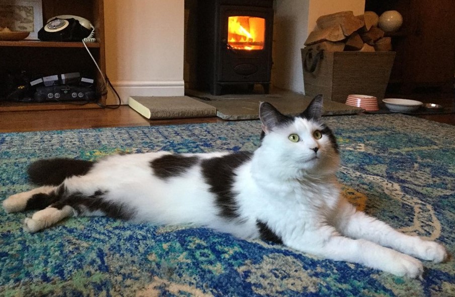 bath and cats and dogs home