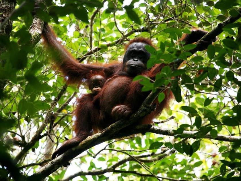 Monti Willingham-Toxvaerd is fundraising for Orangutan Foundation