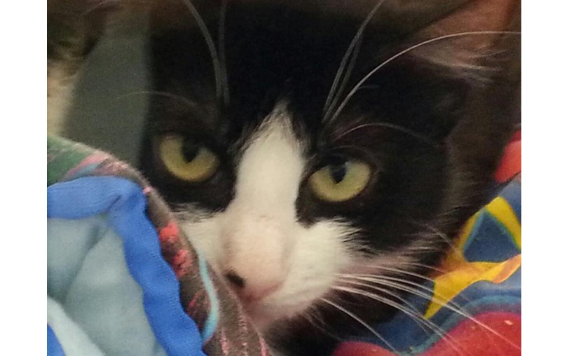 Cats Protection Belfast is fundraising for Cats Protection