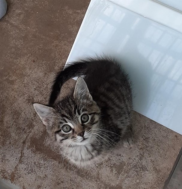 Cats Protection Hereford Adoption Centre is fundraising for Cats Protection