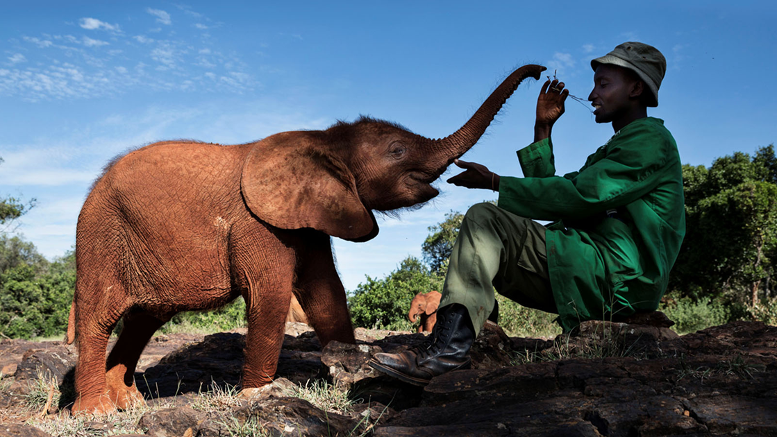 Sophie Kooros is fundraising for The David Sheldrick Wildlife Trust