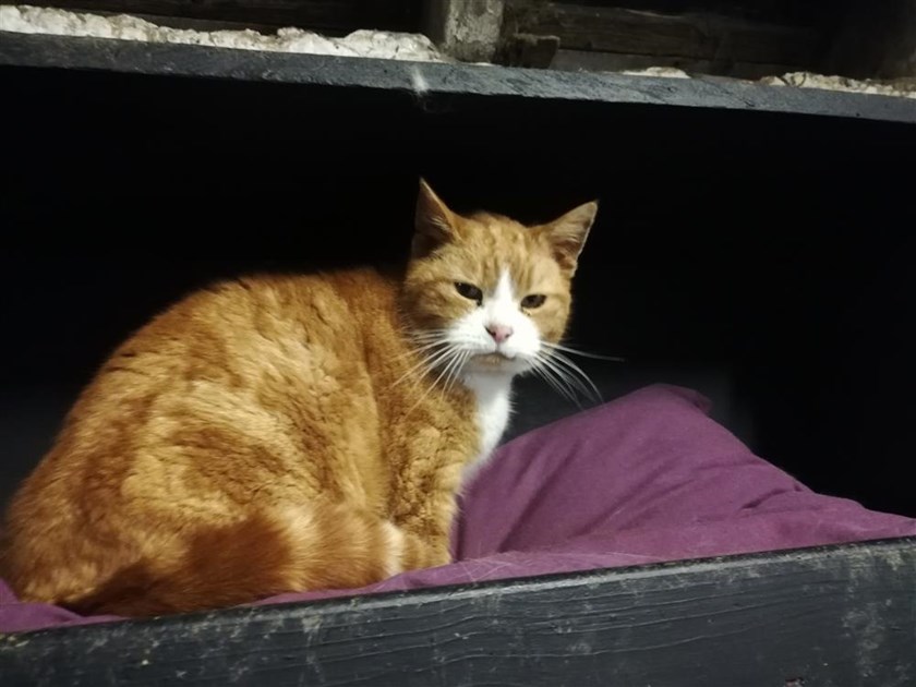 josephine-revell-is-fundraising-for-willows-animal-sanctuary