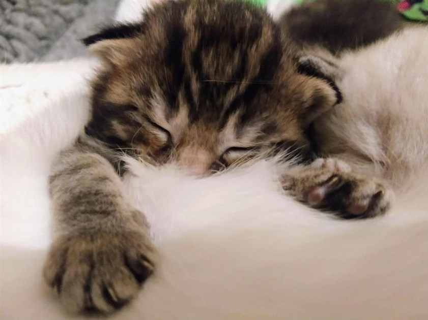 Mitcham Homing Centre is fundraising for Cats Protection
