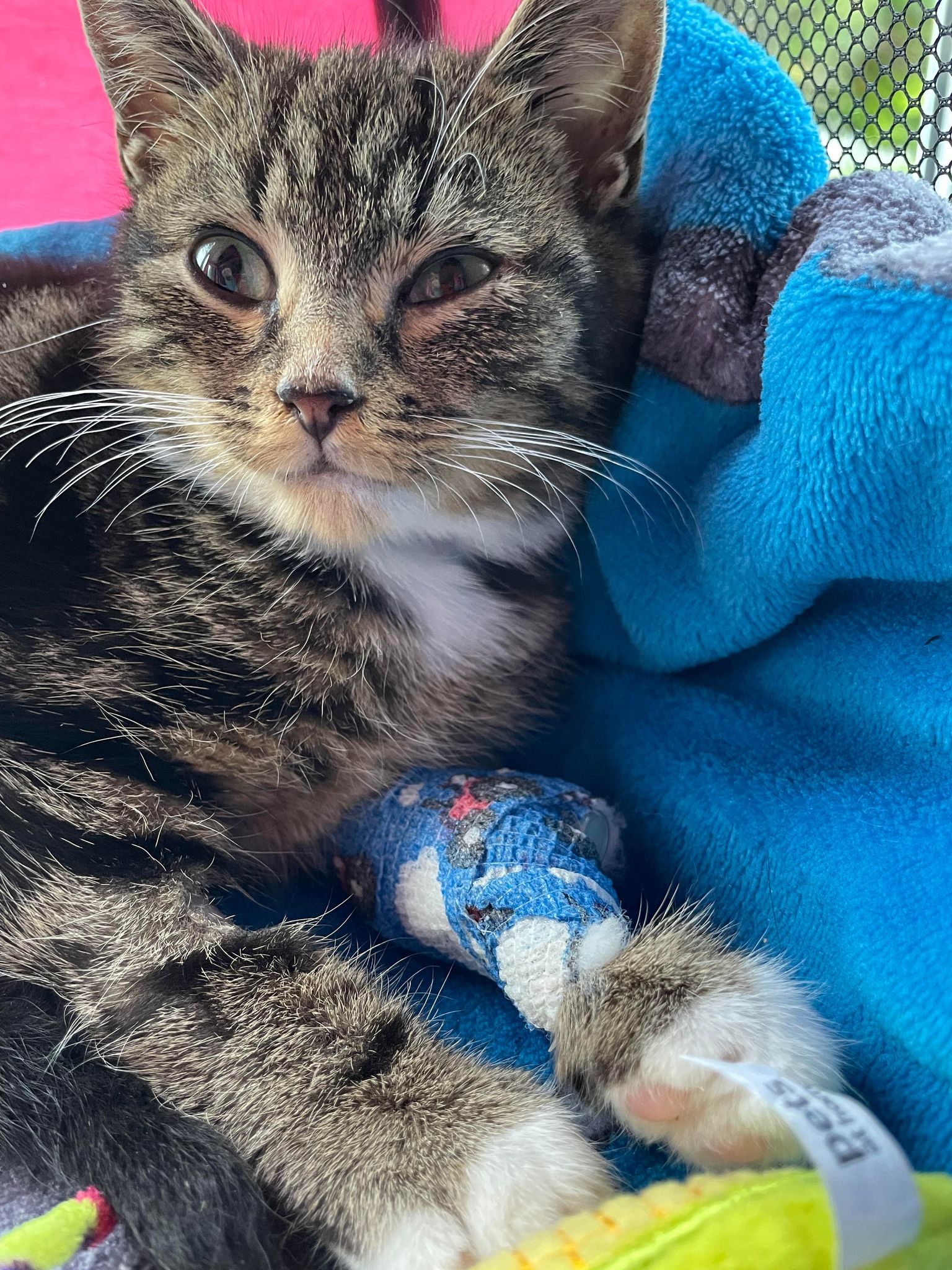 Kitten Freddie's Cat Flu - JustGiving