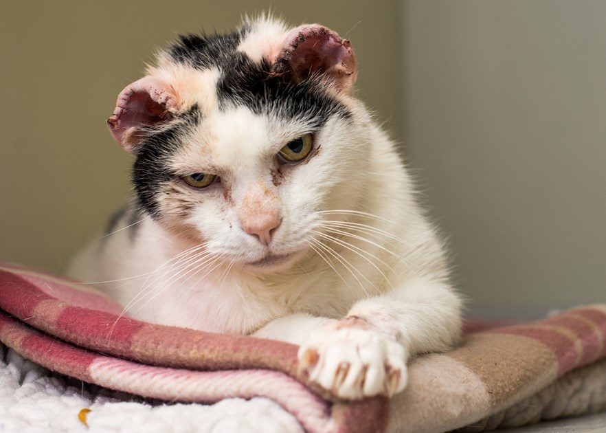 Susan Dobbs is fundraising for Cats Protection