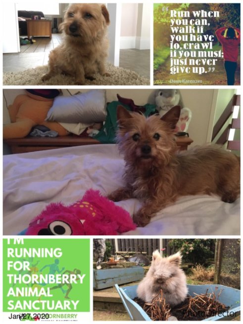 thornberry animal sanctuary i want a dog