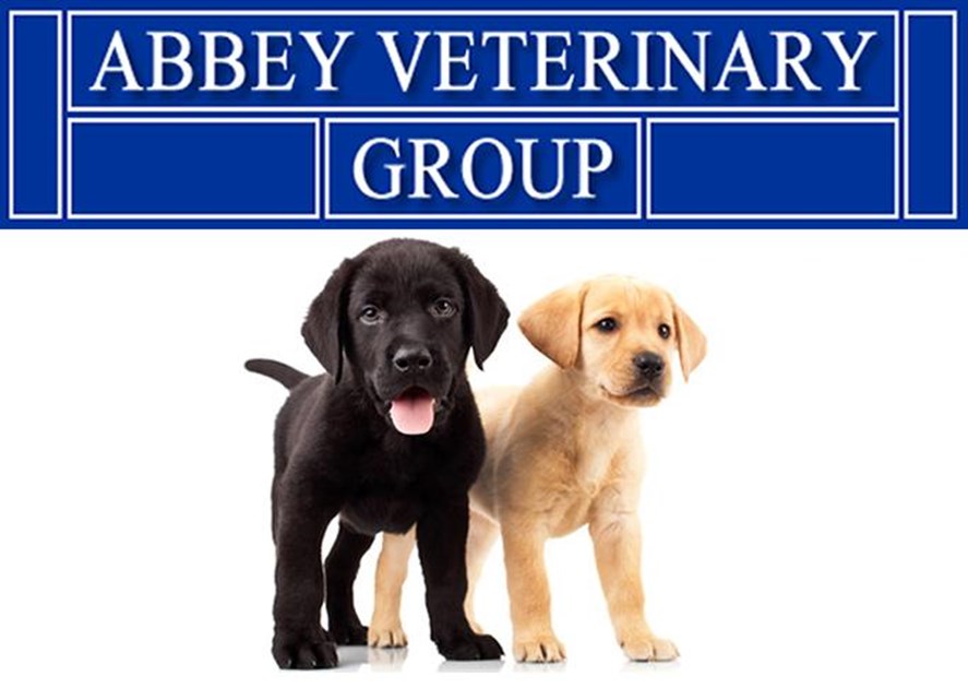 Abbey Veterinary Group is fundraising for Guide Dogs