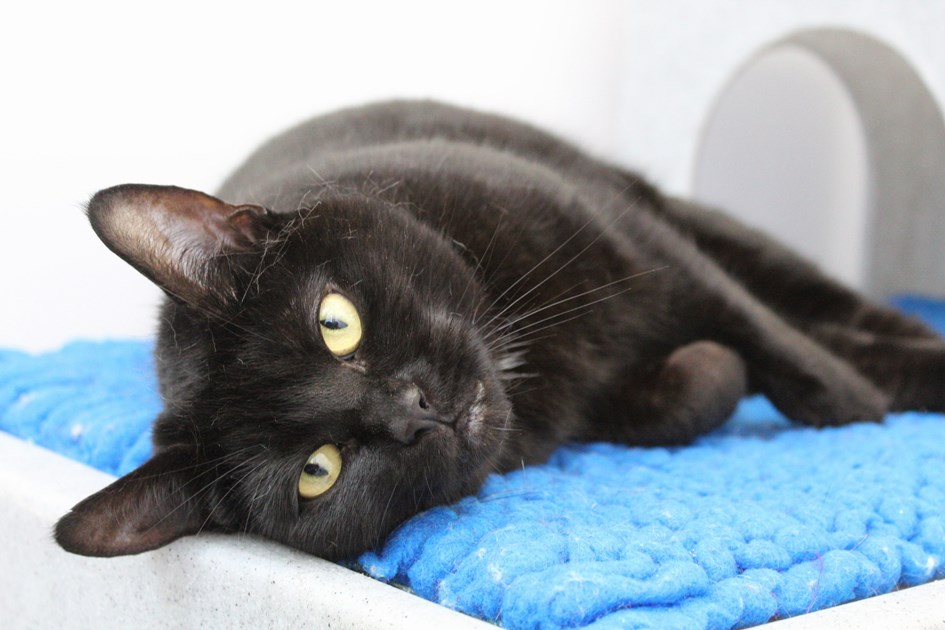 Haslemere Cats Protection is fundraising for Cats Protection