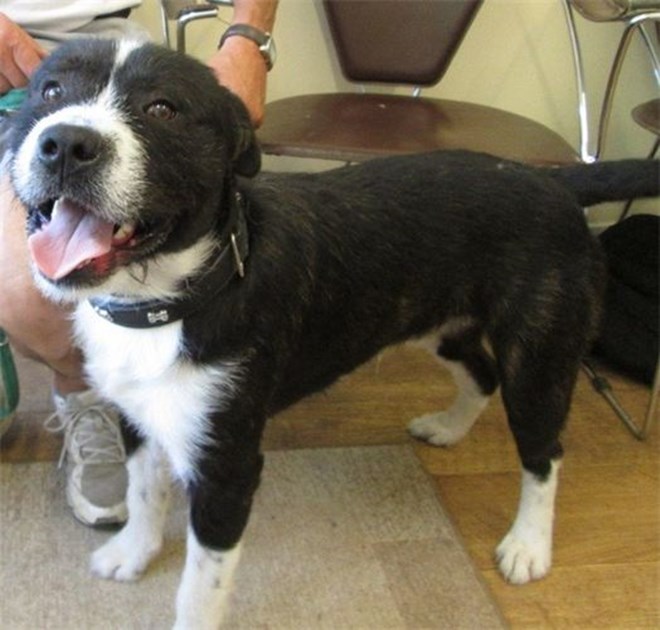 can dogs get shingles julie shingles is fundraising for forest rescue can dogs get shingles julie shingles is fundraising for forest rescue