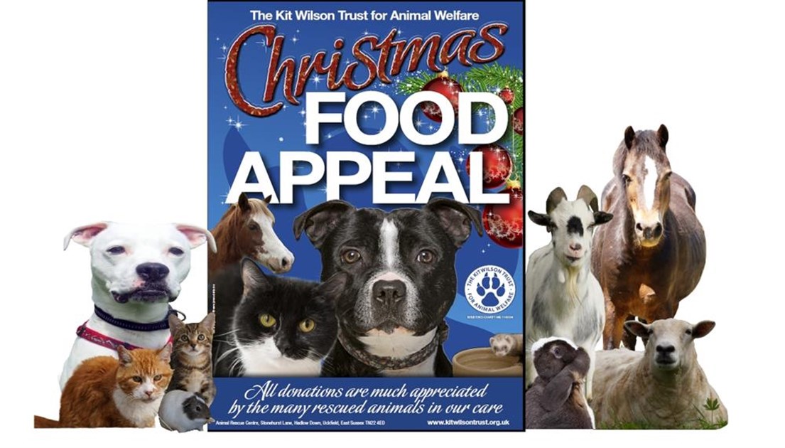 Kit Wilson Trust for Animal Welfare is fundraising for The Kit Wilson Trust for Animal Welfare