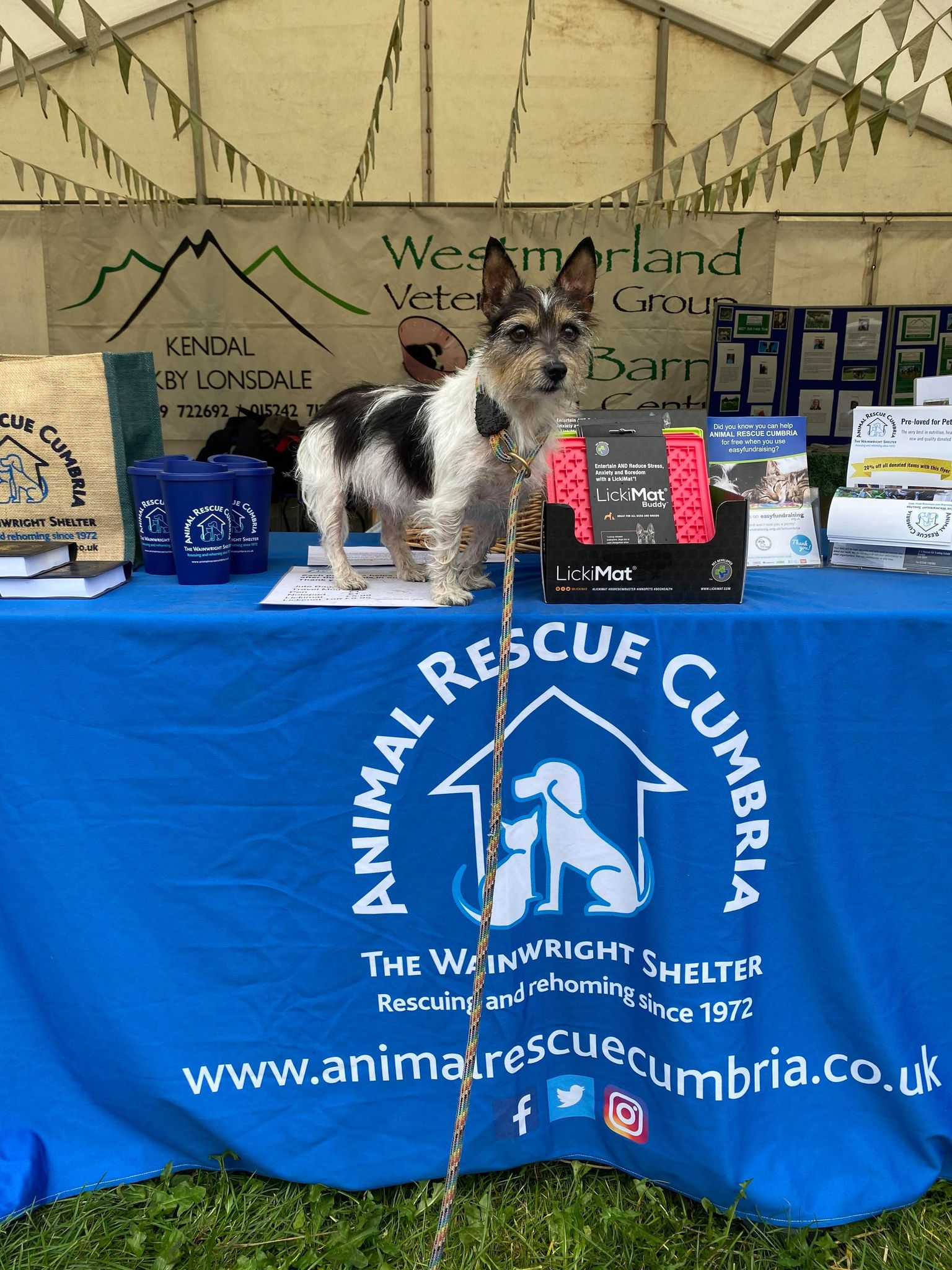 Elissa Proctor is fundraising for Animal Rescue Cumbria