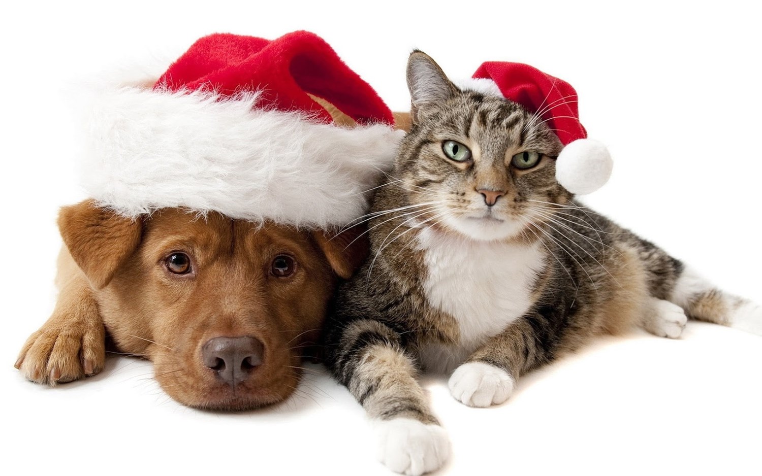 Secret Santa Paws Justgiving