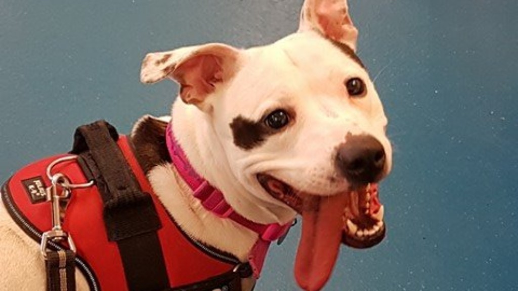 staffie and stray rescue