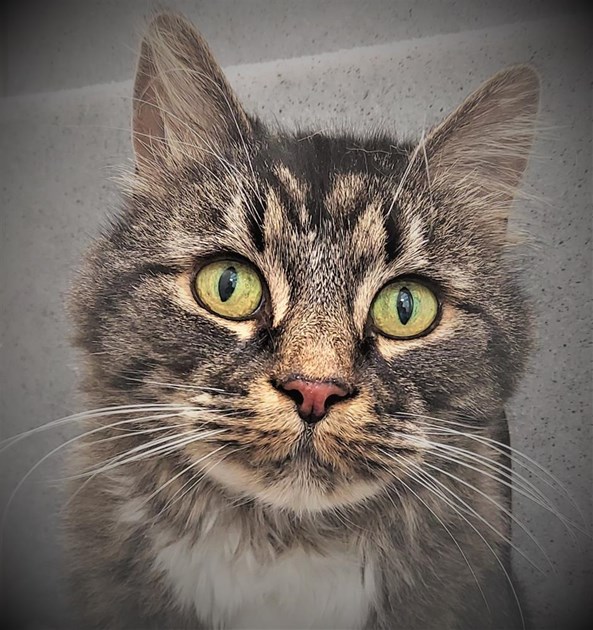 Mitcham Homing Centre is fundraising for Cats Protection