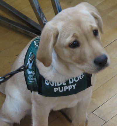 tom wright guide dogs