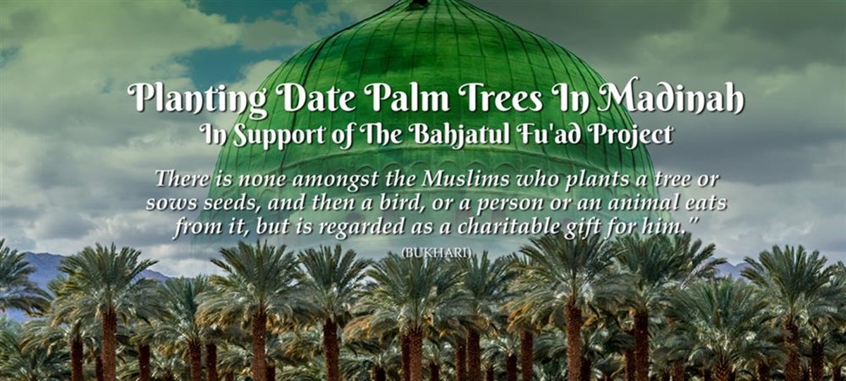 Jews plant palm trees in Medina, Saudi Arabia, in rare interfaith gesture
