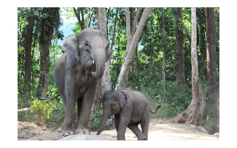 Kayla Pitch is fundraising for Southern Thailand Elephant Foundation