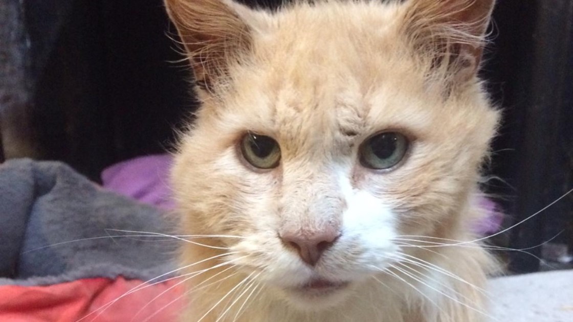 samone-taylor-is-fundraising-for-willows-animal-sanctuary