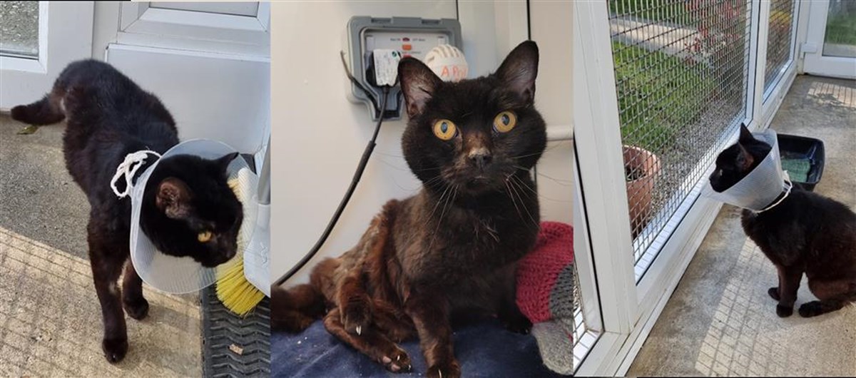 Eastbourne Cats Protection is fundraising for Cats Protection