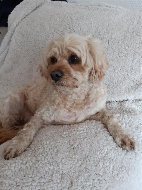 Sonia Peters Is Fundraising For Happy Endings Rescue Sonia Peters Is Fundraising For Happy Endings Rescue