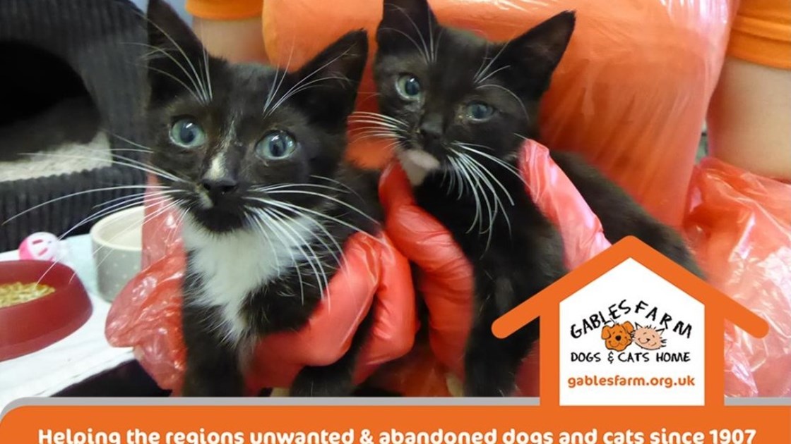 Three little kittens could lose more than their mittens - JustGiving