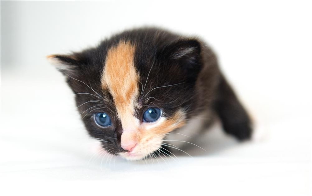 Cats Protection Gateshead & Newcastle Branch is fundraising for Cats