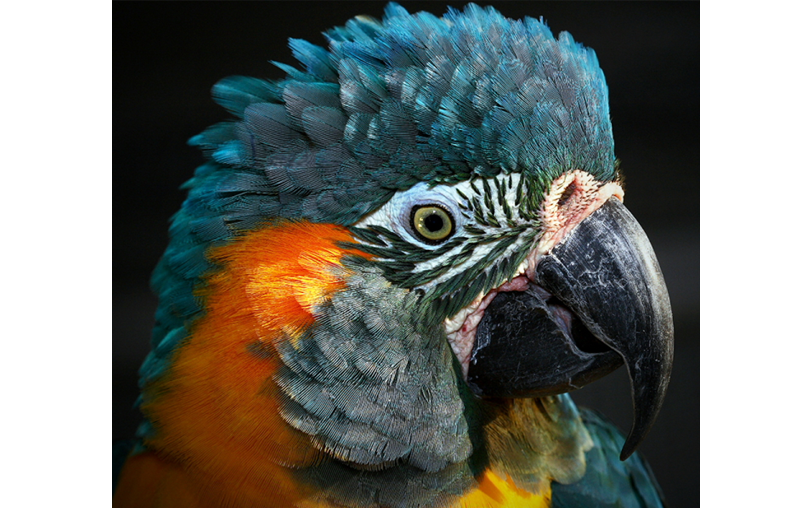 World Parrot Trust Is Fundraising For World Parrot Trust
