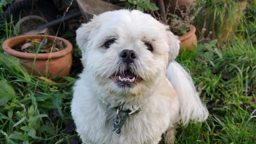 cotswold cats and dogs home