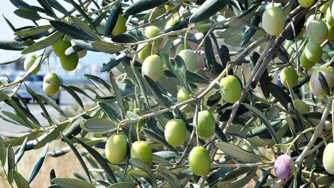 Olive Trees Jigsaw Village (Idlib, Syria) JustGiving