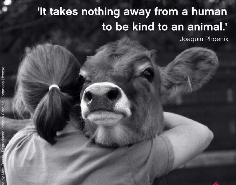 Daisy Yeadon is fundraising for The Alternative Animal Sanctiary Daisy Yeadon is fundraising for The Alternative Animal Sanctiary
