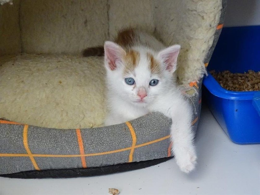 Barnstaple Cats Protection is fundraising for Cats Protection