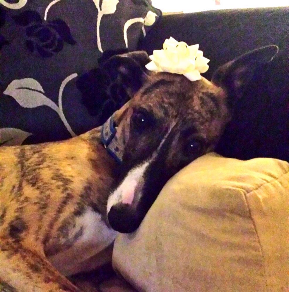 great hounds in need